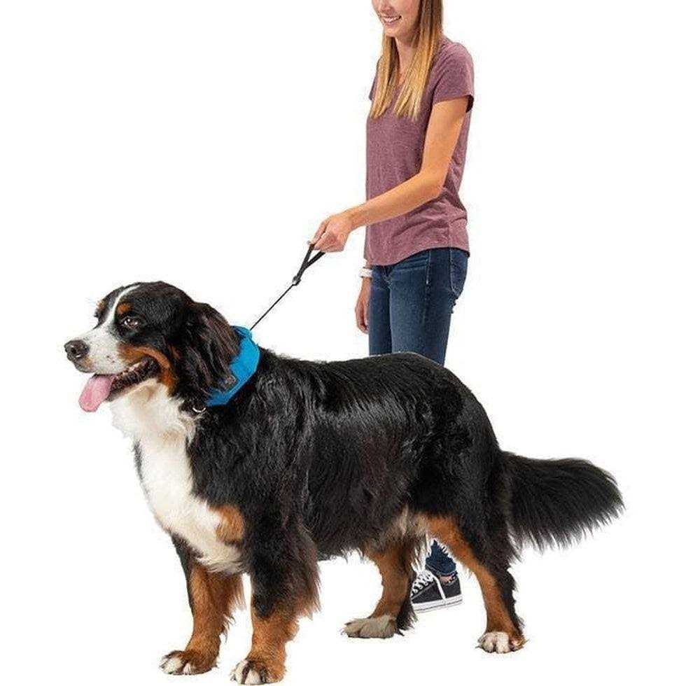 All-In-One Collar and Leash V8717