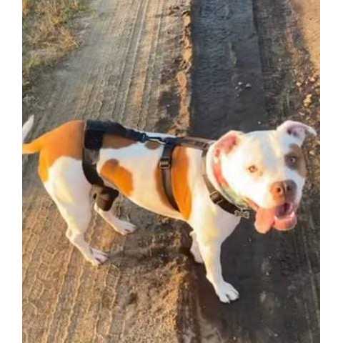 Dog & Cat Knee Brace P925499
