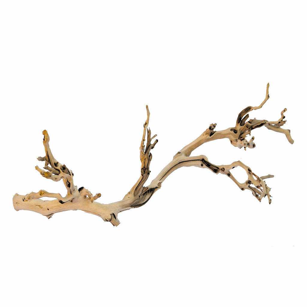 Forest Branch D35778