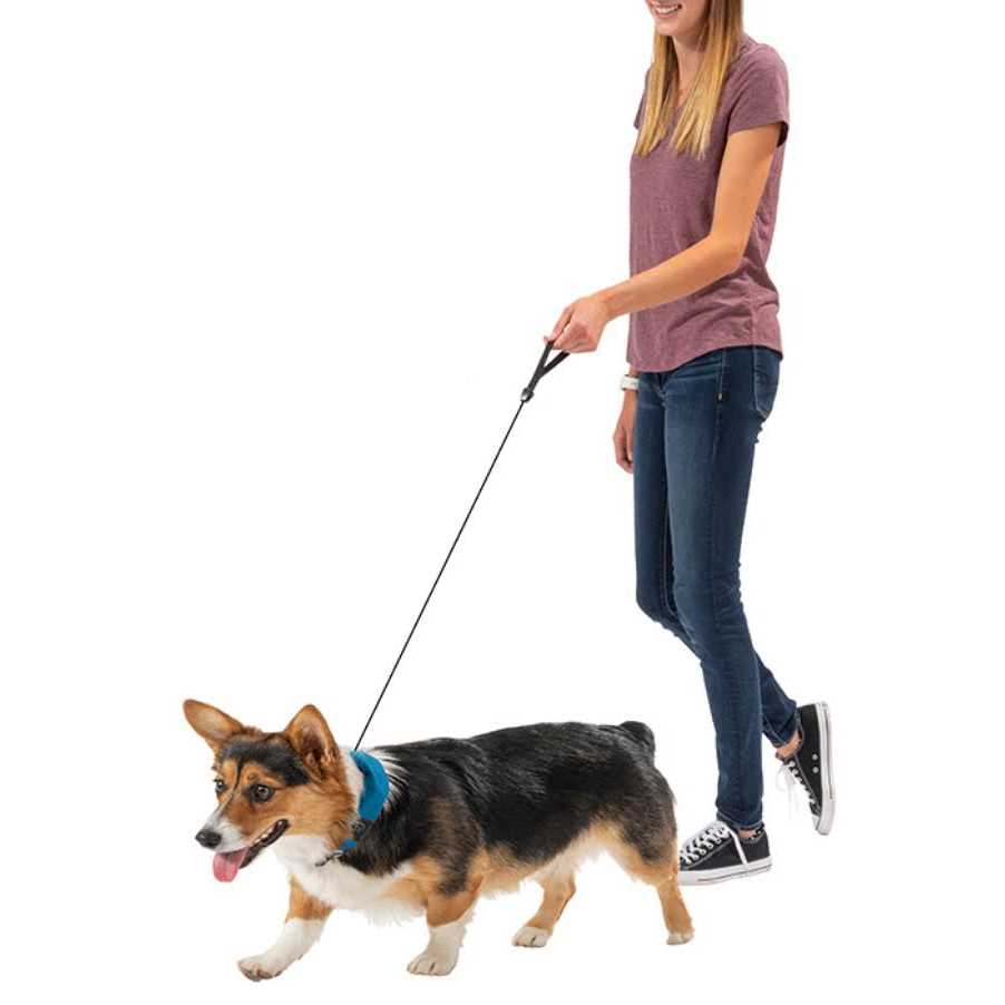 All-In-One Collar and Leash V8717