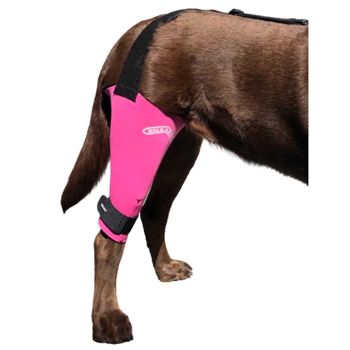 Dog & Cat Knee Brace P925499