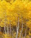 3 Bareroot Quaking Aspen Trees 18-24 Inches Tall A559394