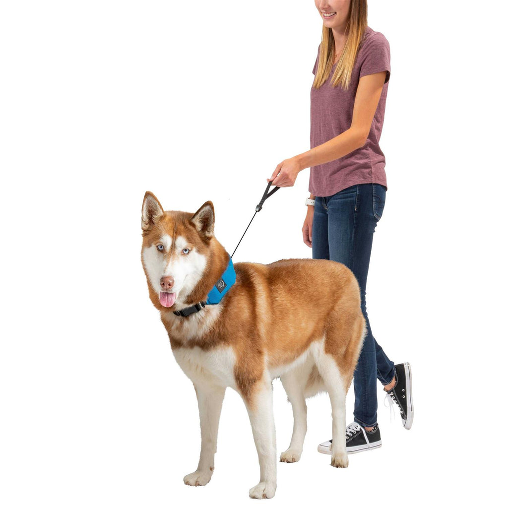 All-In-One Collar and Leash V8717