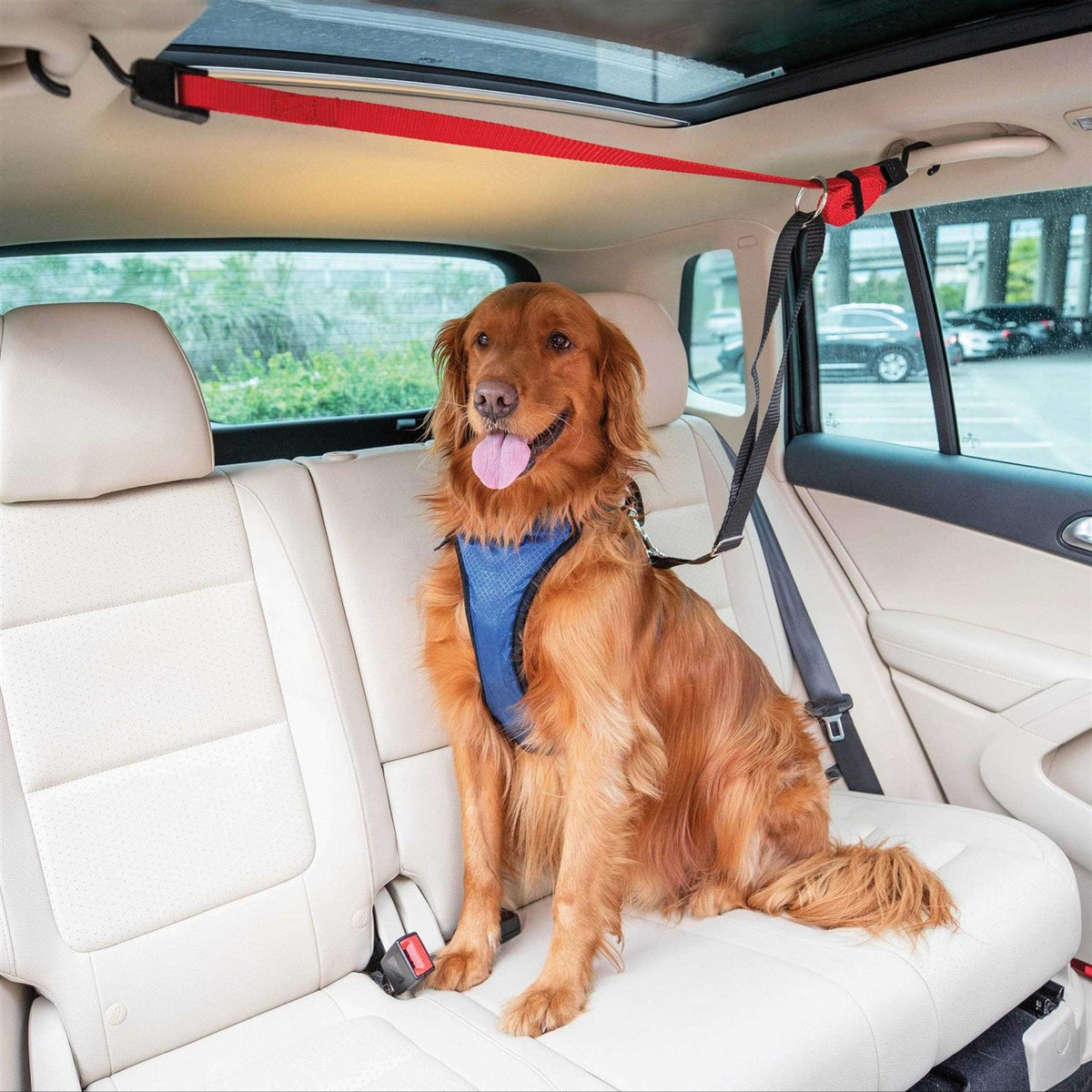 Dog Zipline T547
