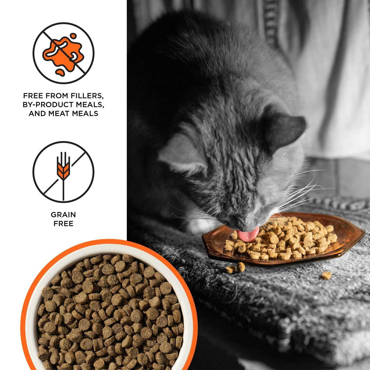 Chicken Recipe Dry Cat Food C914430