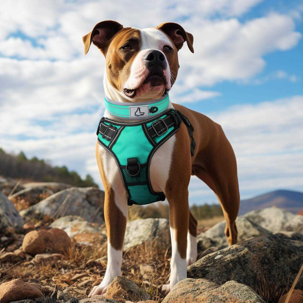 Reflective Soft Neoprene Padded Nylon Dog Collar N969