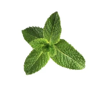 Peppermint Sulfate-Free Body Wash 16 oz R9054