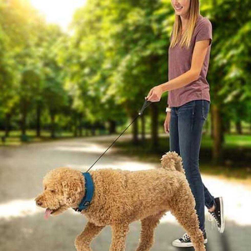 All-In-One Collar and Leash V8717