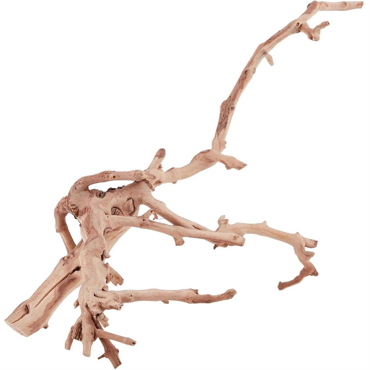 Forest Branch D35778